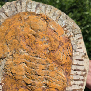 Echter Trilobit Fossil auf Matrix – Naturfund aus Marokko - handpräpariert - 27x21cm - Nr. 18