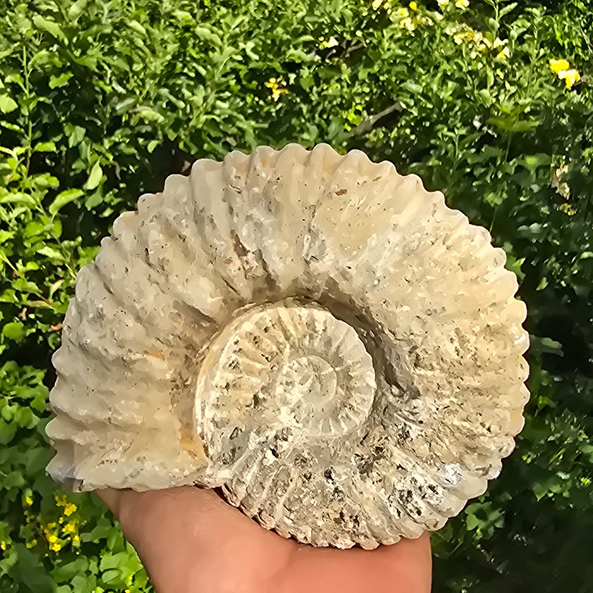 Ammonit - Echtes versteinertes Fossil - 100 Millionen Jahre alt - 16x14x8 cm - NR. 18