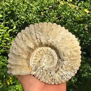 Ammonit - Echtes versteinertes Fossil - 100 Millionen Jahre alt - 16x14x8 cm - NR. 18