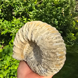 Ammonit - Echtes versteinertes Fossil - 100 Millionen Jahre alt - 16x14x8 cm - NR. 18