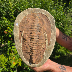 Echter Trilobit Fossil auf Matrix – Naturfund aus Marokko - handpräpariert - 32x23cm - Nr. 19