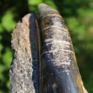 Orthoceras Fossil – 20x8cm geschliffene Platte aus Marokko - Nr. 19