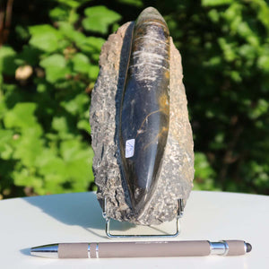 Orthoceras Fossil – 20x8cm geschliffene Platte aus Marokko - Nr. 19