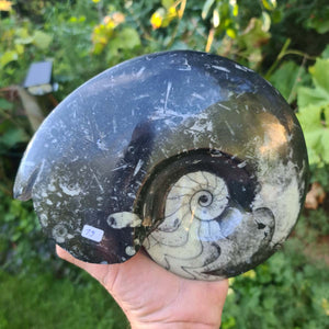 Ammonit - Echtes versteinertes Fossil - 100 Millionen Jahre alt - 21x17 cm - NR. 58