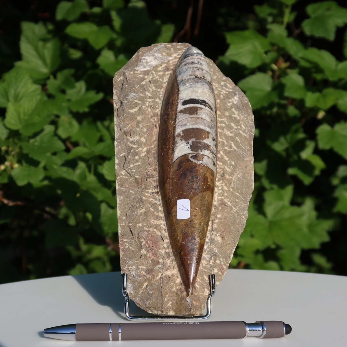 Orthoceras Fossil – 20x10cm geschliffene Platte aus Marokko - Nr. 1