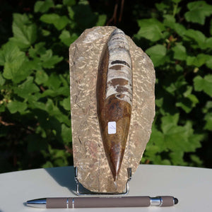 Orthoceras Fossil – 20x10cm geschliffene Platte aus Marokko - Nr. 1