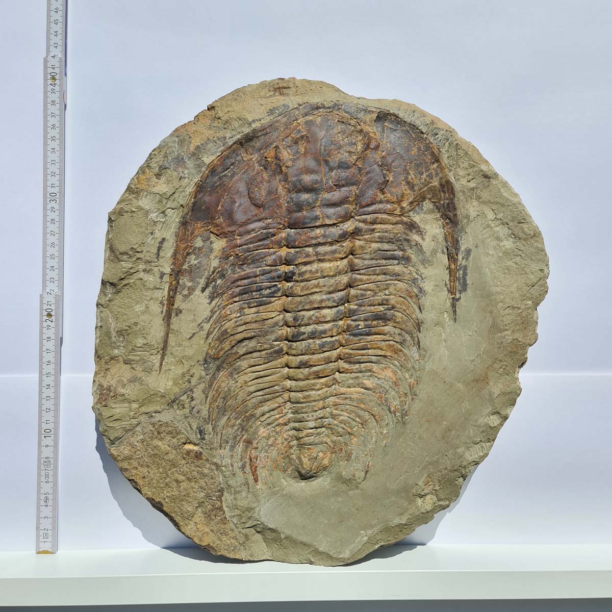 Echter Trilobit Fossil auf Matrix – Naturfund aus Marokko - handpräpariert - 40x37cm - Nr. 1