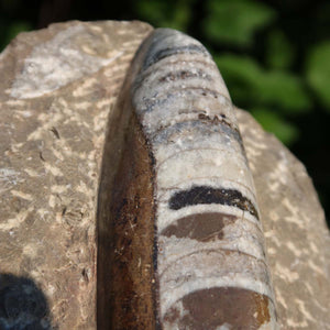Orthoceras Fossil – 20x10cm geschliffene Platte aus Marokko - Nr. 1