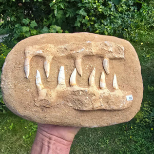 Mosasaurier Kiefer mit originalen Zähnen (Präpariert) – Fossil aus Marokko - 26x19cm - Nr. 1