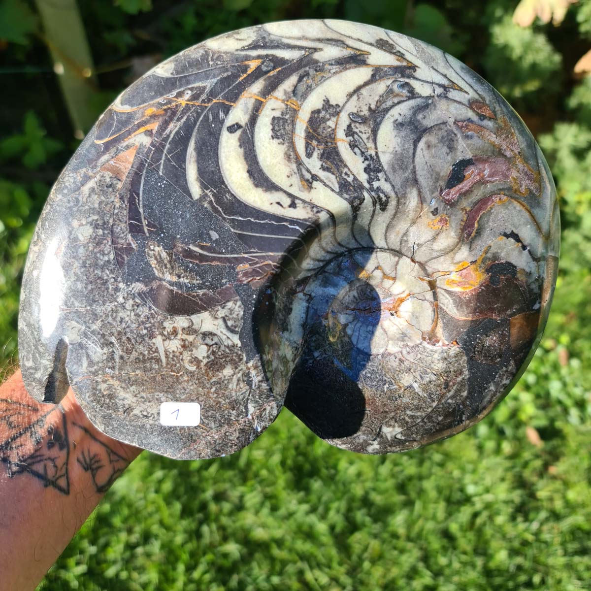 Ammonit - Echtes versteinertes Fossil - 100 Millionen Jahre alt - 22x17 cm - NR. 40