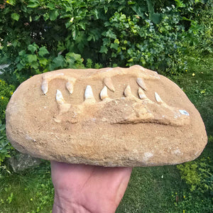 Mosasaurier Kiefer mit originalen Zähnen (Präpariert) – Fossil aus Marokko - 26x19cm - Nr. 1