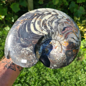 Ammonit - Echtes versteinertes Fossil - 100 Millionen Jahre alt - 22x17 cm - NR. 40