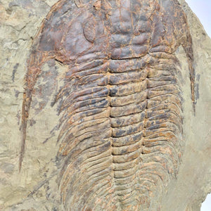 Echter Trilobit Fossil auf Matrix – Naturfund aus Marokko - handpräpariert - 40x37cm - Nr. 1