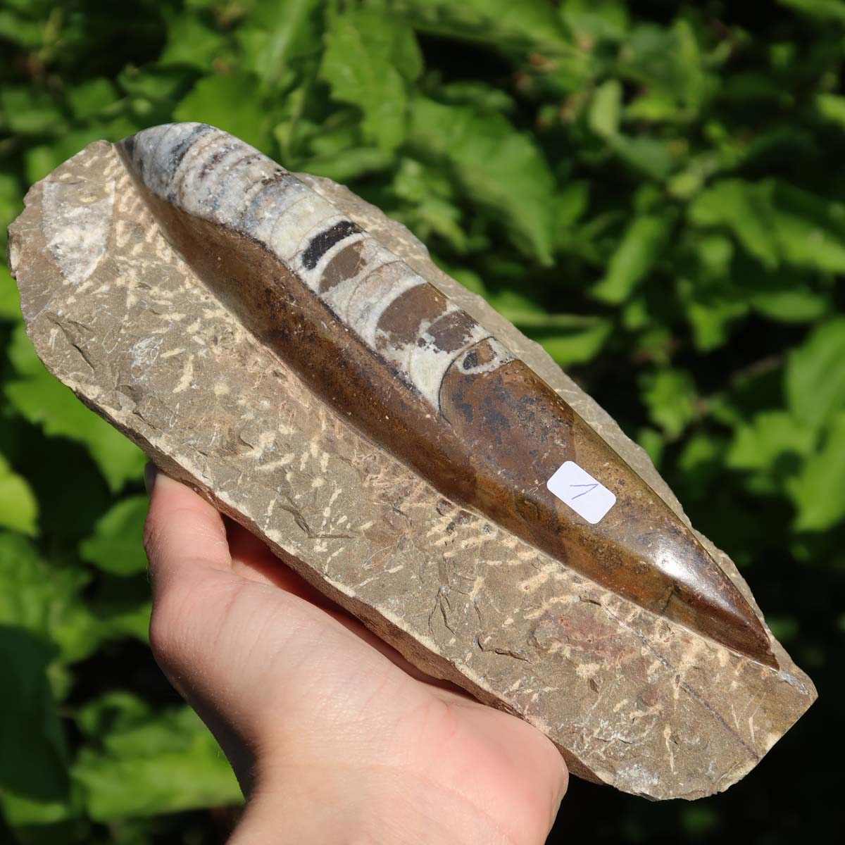 Orthoceras Fossil – 20x10cm geschliffene Platte aus Marokko - Nr. 1