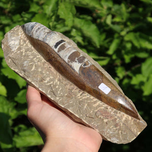 Orthoceras Fossil – 20x10cm geschliffene Platte aus Marokko - Nr. 1