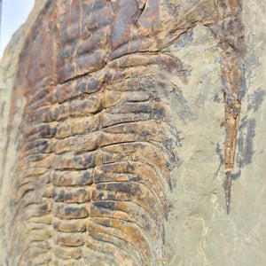 Echter Trilobit Fossil auf Matrix – Naturfund aus Marokko - handpräpariert - 40x37cm - Nr. 1