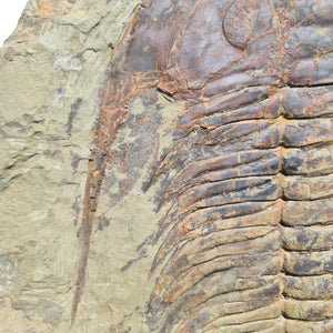 Echter Trilobit Fossil auf Matrix – Naturfund aus Marokko - handpräpariert - 40x37cm - Nr. 1
