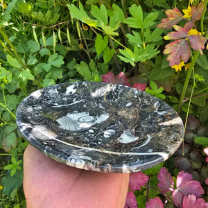 Orthoceras Schale rund groß - Ø 17cm - Fossilgestein - Nr. 17 auf grünem Hintergrund