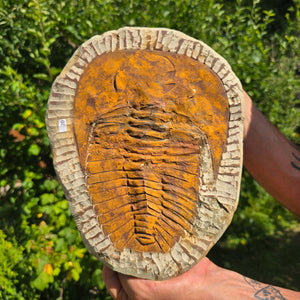 Echter Trilobit Fossil auf Matrix – Naturfund aus Marokko - handpräpariert - 27x21cm - Nr. 20