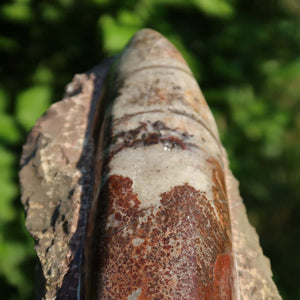Orthoceras Fossil – 22x8cm geschliffene Platte aus Marokko - Nr. 20