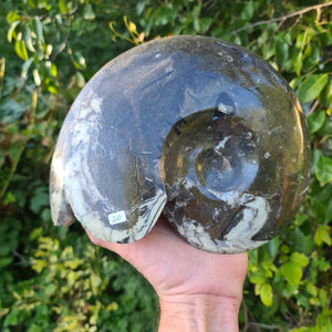 Ammonit - Echtes versteinertes Fossil - 100 Millionen Jahre alt - 23x19 cm - NR. 59