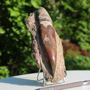 Orthoceras Fossil – 22x8cm geschliffene Platte aus Marokko - Nr. 20