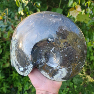 Ammonit - Echtes versteinertes Fossil - 100 Millionen Jahre alt - 23x19 cm - NR. 59