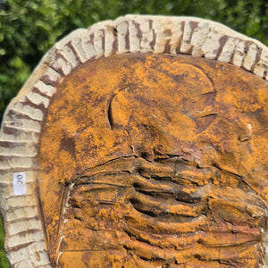 Echter Trilobit Fossil auf Matrix – Naturfund aus Marokko - handpräpariert - 27x21cm - Nr. 20