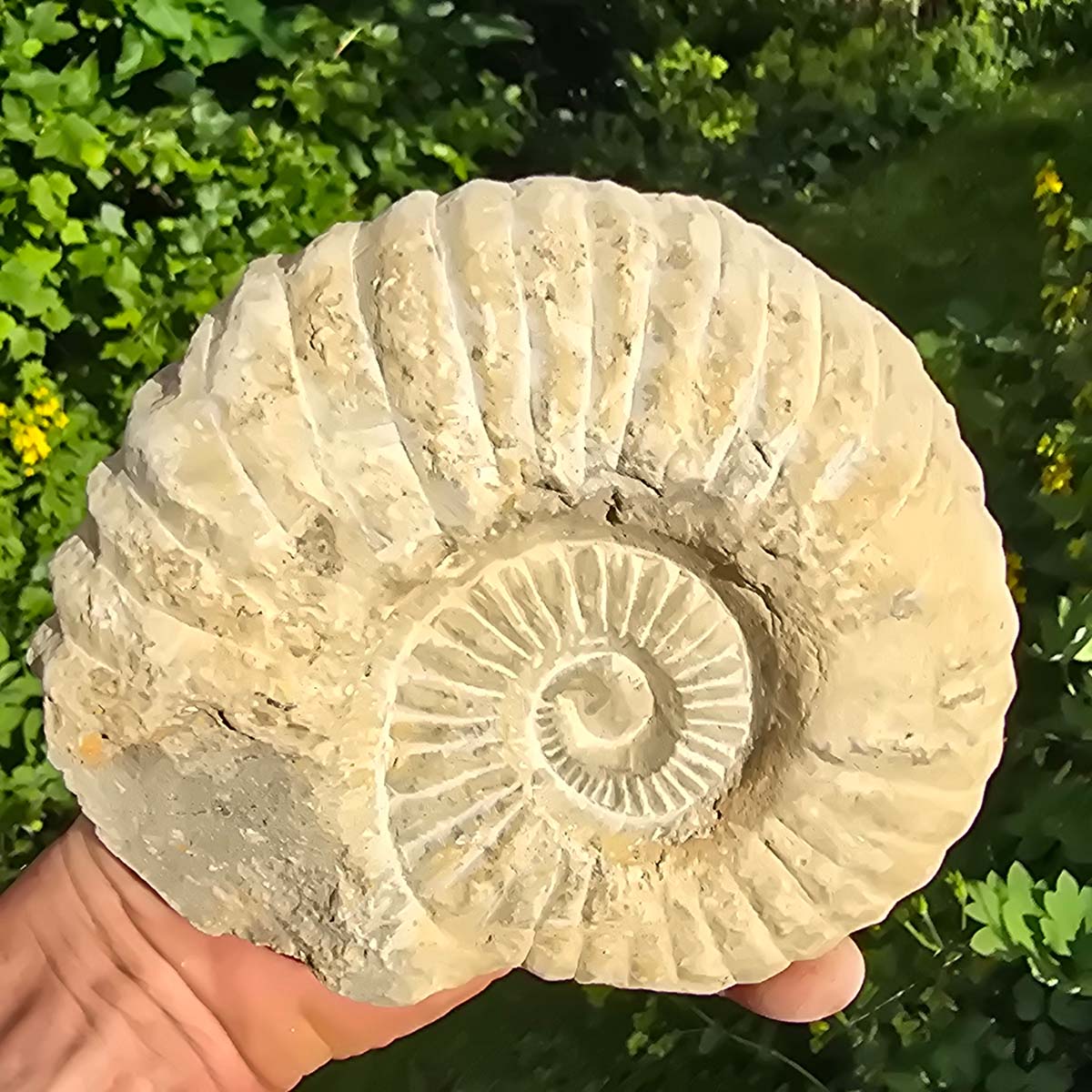 Ammonit - Echtes versteinertes Fossil - 100 Millionen Jahre alt - 16x14x6 cm - NR. 20