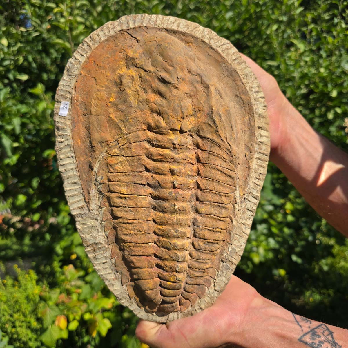 Echter Trilobit Fossil auf Matrix – Naturfund aus Marokko - handpräpariert - 28x19cm - Nr. 21