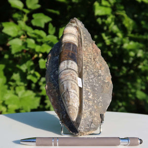 Orthoceras Fossil – 19x10cm geschliffene Platte aus Marokko - Nr. 21