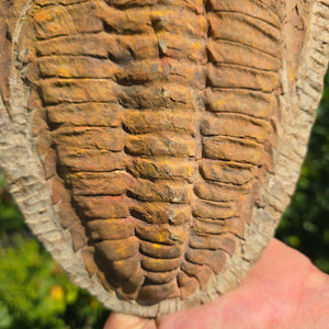 Echter Trilobit Fossil auf Matrix – Naturfund aus Marokko - handpräpariert - 28x19cm - Nr. 21