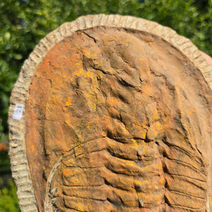 Echter Trilobit Fossil auf Matrix – Naturfund aus Marokko - handpräpariert - 28x19cm - Nr. 21