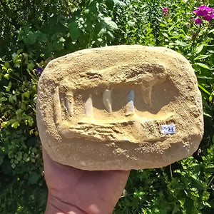 Mosasaurier Kiefer mit originalen Zähnen (Präpariert) – Fossil aus Marokko - 17x14cm - Nr. 21