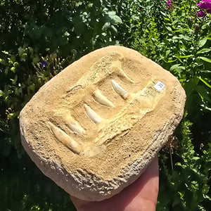 Mosasaurier Kiefer mit originalen Zähnen (Präpariert) – Fossil aus Marokko - 17x14cm - Nr. 21