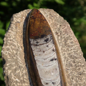 Orthoceras Fossil – 21x10cm geschliffene Platte aus Marokko - Nr. 22