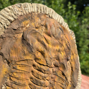 Echter Trilobit Fossil auf Matrix – Naturfund aus Marokko - handpräpariert - 30x21cm - Nr. 22