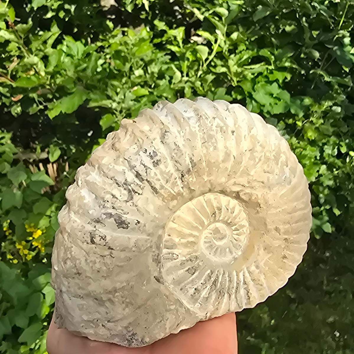 Ammonit - Echtes versteinertes Fossil - 100 Millionen Jahre alt - 16x13x6 cm - NR. 22