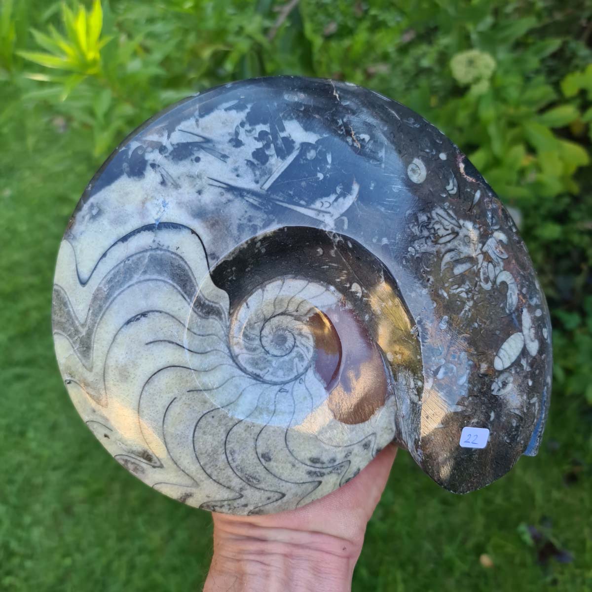 Ammonit - Echtes versteinertes Fossil - 100 Millionen Jahre alt - 23x18 cm - NR. 61
