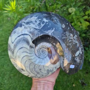Ammonit - Echtes versteinertes Fossil - 100 Millionen Jahre alt - 23x18 cm - NR. 61
