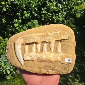 Mosasaurier Kiefer mit originalen Zähnen (Präpariert) – Fossil aus Marokko - 18x13cm - Nr. 23