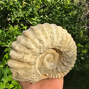 Ammonit - Echtes versteinertes Fossil - 100 Millionen Jahre alt - 17x13x8 cm - NR. 23