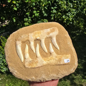 Mosasaurier Kiefer mit originalen Zähnen (Präpariert) – Fossil aus Marokko - 19x17cm - Nr. 24