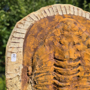 Echter Trilobit Fossil auf Matrix – Naturfund aus Marokko - handpräpariert - 27x21cm - Nr. 24