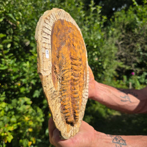 Echter Trilobit Fossil auf Matrix – Naturfund aus Marokko - handpräpariert - 27x21cm - Nr. 24