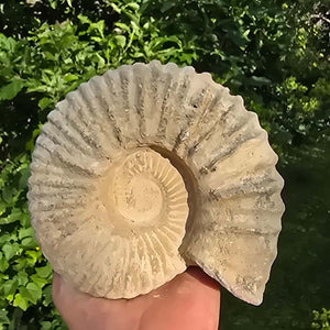 Ammonit - Echtes versteinertes Fossil - 100 Millionen Jahre alt - 17x15x6 cm - NR. 25