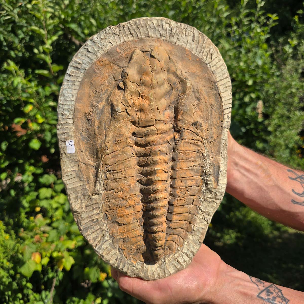Echter Trilobit Fossil auf Matrix – Naturfund aus Marokko - handpräpariert - 28x19cm - Nr. 25