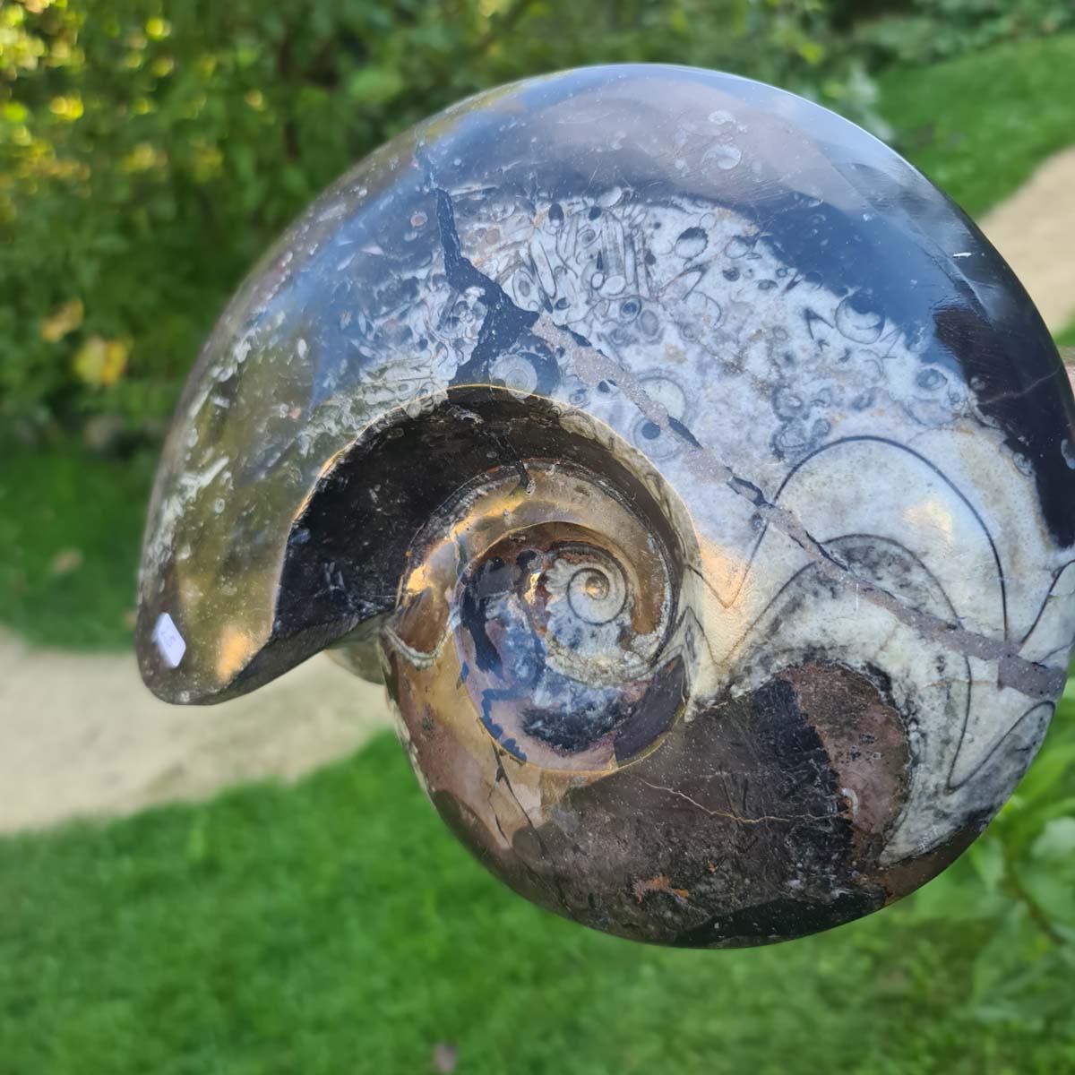 Ammonit - Echtes versteinertes Fossil - 100 Millionen Jahre alt - 25x22 cm - NR. 64