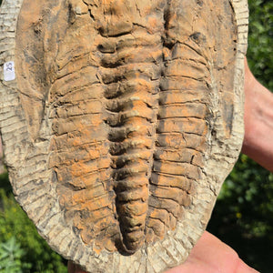 Echter Trilobit Fossil auf Matrix – Naturfund aus Marokko - handpräpariert - 28x19cm - Nr. 25