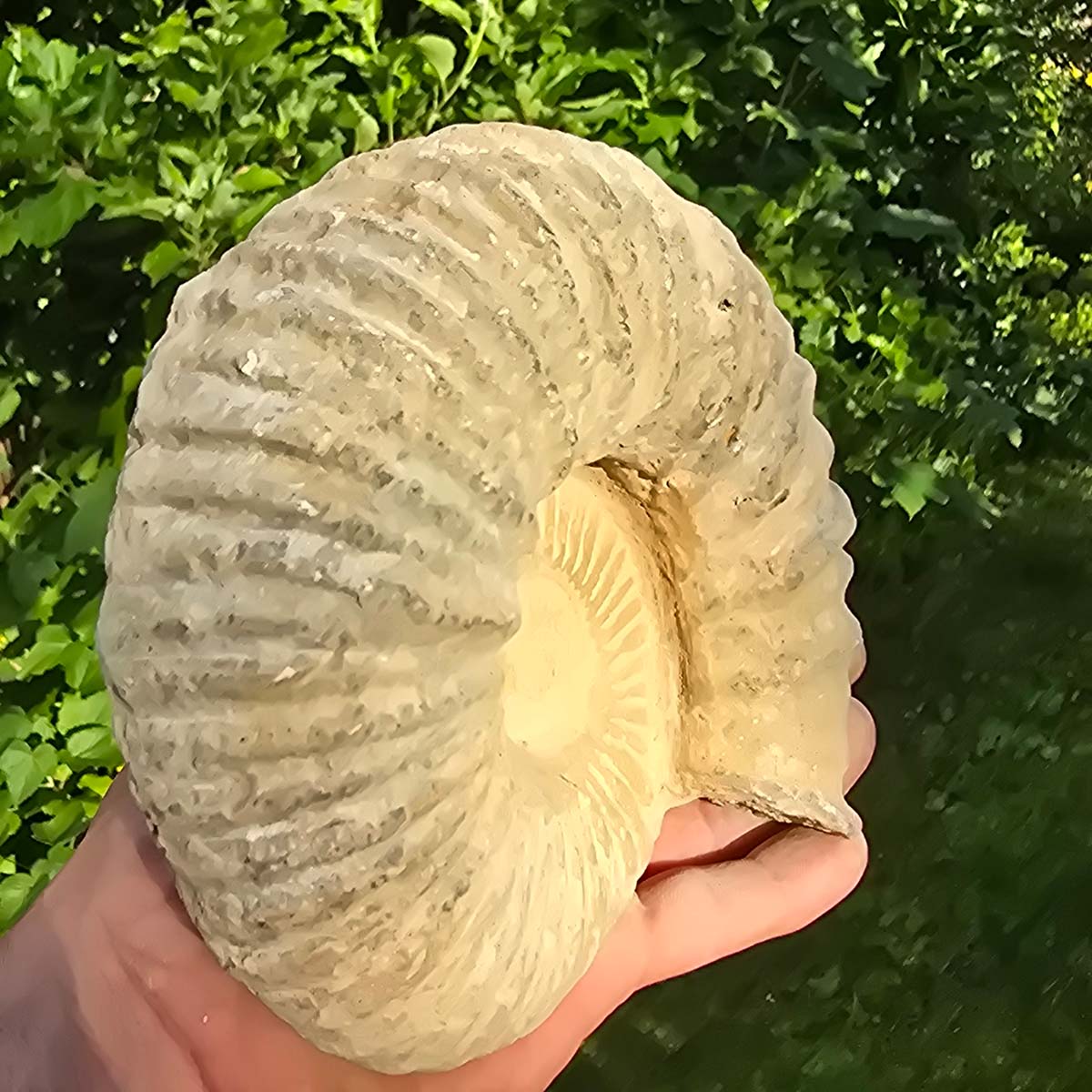 Ammonit - Echtes versteinertes Fossil - 100 Millionen Jahre alt - 17x15x6 cm - NR. 25